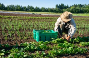 How to Start a Farming Business Farming business tenancy, Farming business plan.